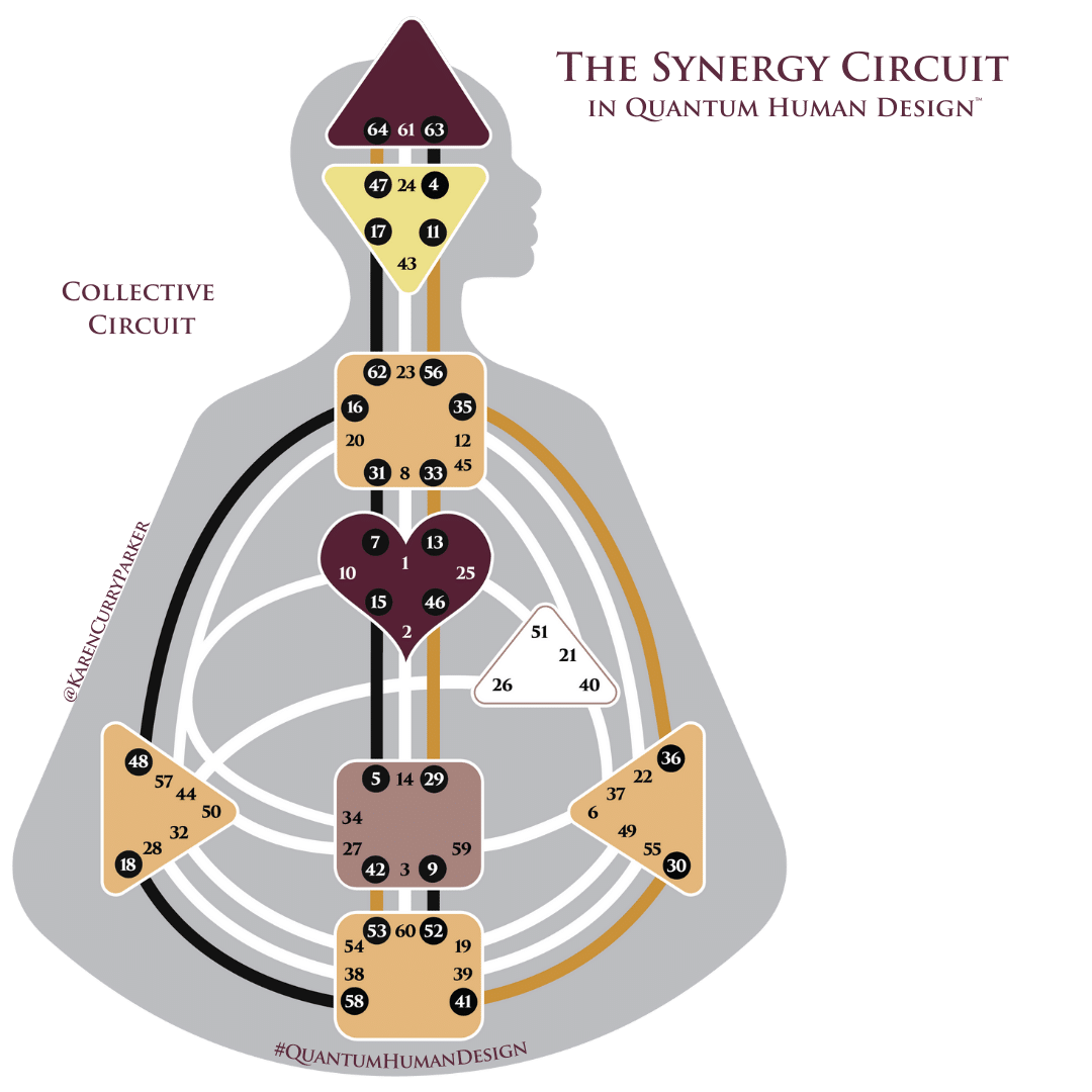 Collective - Synergy Circuit in Quantum Human Design