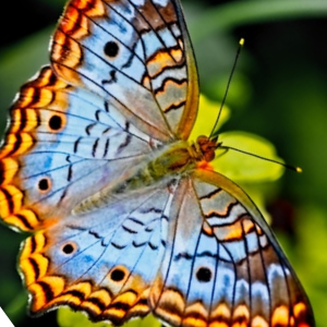 Human Design Gate 35 - The Gate of Change and Transformation - Butterfly