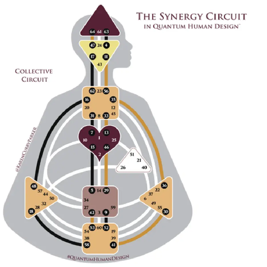 Human Design Chart - Collective / Synergy Circuit