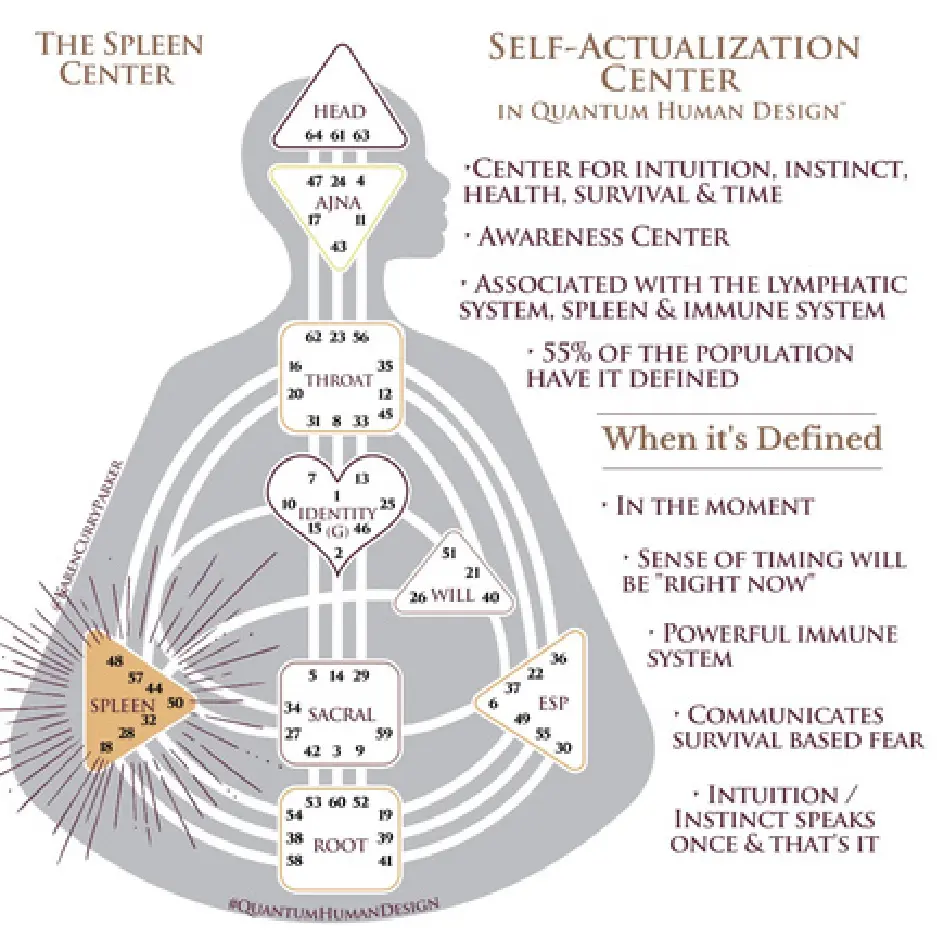 Human Design Chart - Defined Spleen Center