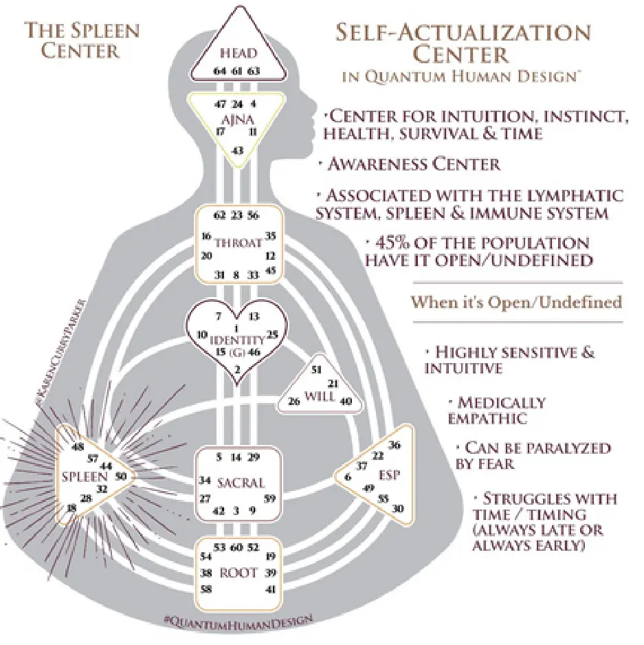 Human Design Chart - Open Spleen Center